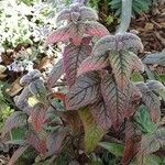 Monarda didyma عادت داشتن