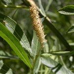 Salix melanopsis Λουλούδι