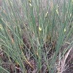 Juncus subulatus Likasa