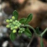 Hormathophylla spinosa Fruto