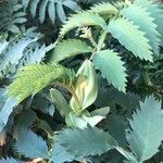 Melianthus majorList