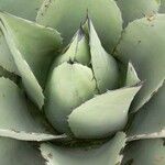 Agave ovatifolia List