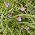 Tradescantia × andersoniana Flower