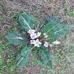 Mandragora autumnalis 花