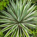 Agave vivipara Folio