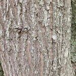 Quercus nigra Bark