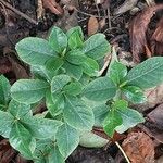 Gardenia jasminoides Folio