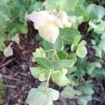 Origanum rotundifolium 花