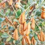 Caragana halodendron Fruit