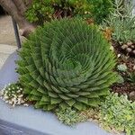 Aloe polyphylla Blad