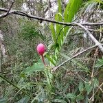 Symphonia pauciflora Flower