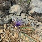 Muscari matritense Flower