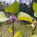 Syringa persica Λουλούδι