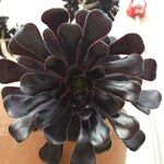 Aeonium arboreum Blad