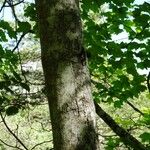 Acer opalus Bark