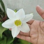 Urceolina × grandiflora Cvet
