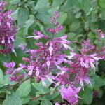 Syncolostemon latidens Otro