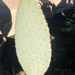 Opuntia basilaris 葉