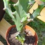 Euphorbia antiquorum Leaf