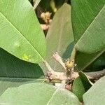 Manilkara hexandra Fruit