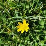 Ranunculus californicus Flower