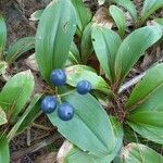 Clintonia borealis Fruit