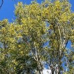 Acacia auriculiformis Habitat