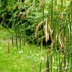 Carex pendula Plante entière