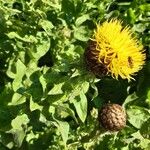 Centaurea macrocephala Fleur