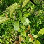 Viburnum sieboldii Φύλλο