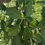 Tabebuia rosea Blatt