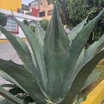 Agave shaferi Листок