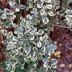 Azara microphylla Hoja