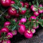 Gaultheria mucronata Fruto