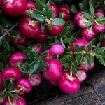 Gaultheria mucronata Fruit