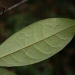 Anaxagorea dolichocarpa Leaf