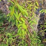 Lonicera acuminata Foglia