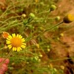 Pulicaria arabica പുഷ്പം