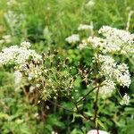 Chaerophyllum aromaticum 花