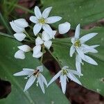 Allium ursinum Blomst