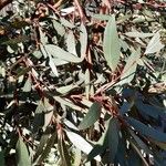 Eucalyptus steedmanii Hoja