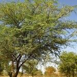 Vachellia nilotica Hábito