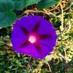 Ipomoea purpurea Flors
