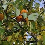 Diospyros virginiana Fruit