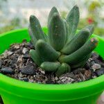 Pachyphytum compactumBlatt