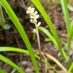 Ophiopogon jaburan Blodyn