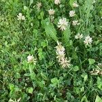 Trifolium repensFleur