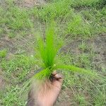 Bulbostylis laniceps Folio