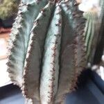 Euphorbia polygona Other