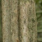 Isertia spiciformis Bark
